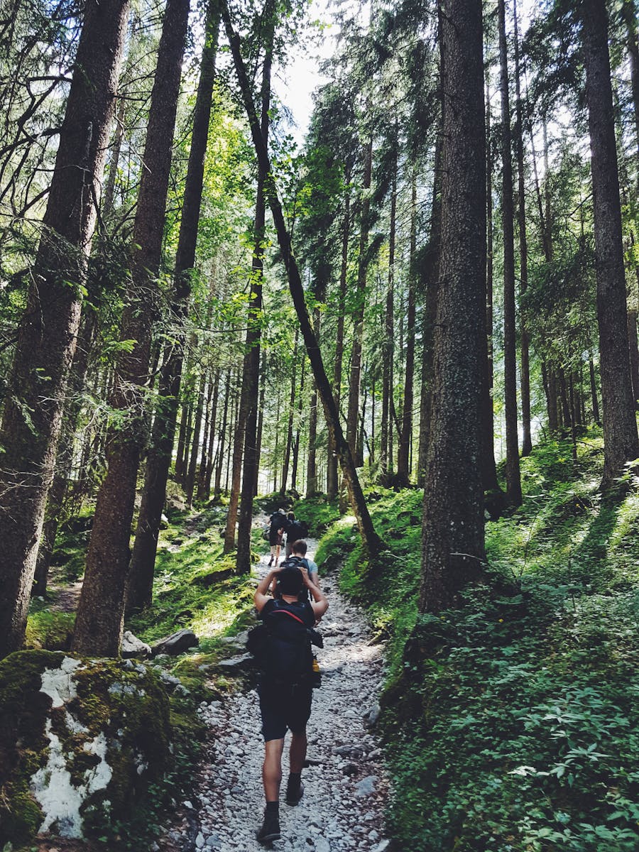 Hikers explore a lush forest trail in Garmisch-Partenkirchen, Germany.